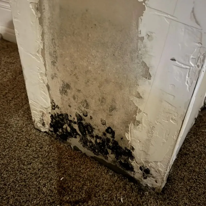 Professional Mold Removal in Wabaunsee County, KS
